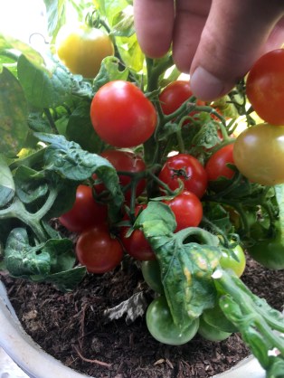 planta casera tomates cherrys .jpg